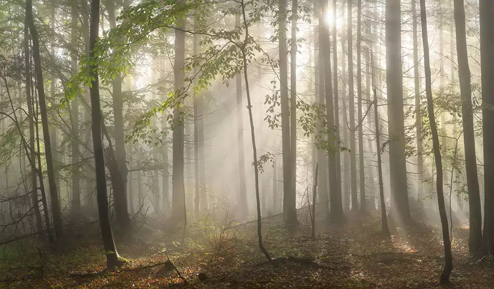 Remove Haze from Photos Online with AI